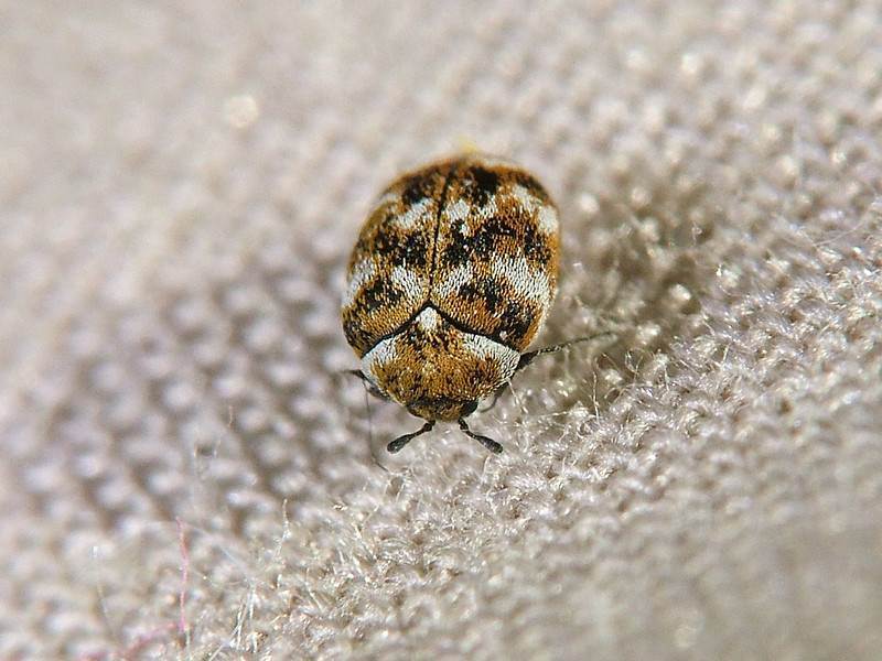 Carpet beetle control Melbourne