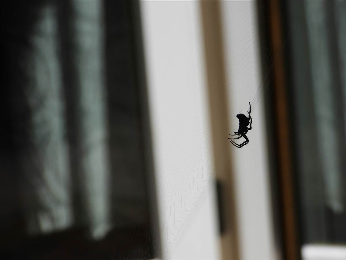 Spider treatment Melbourne